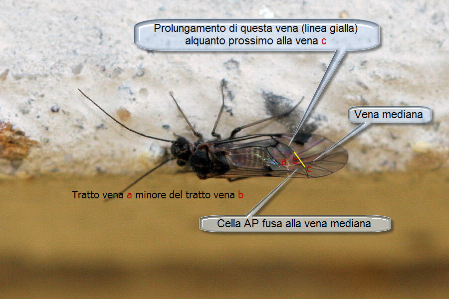 Psocoptera